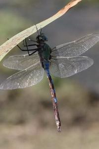 <i>Anax imperator</i>