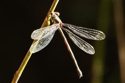 <i>Chalcolestes viridis</i>