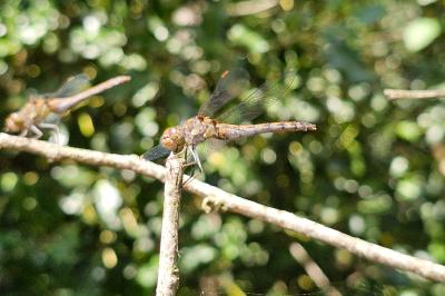 <i>Sympetrum striolatum</i>