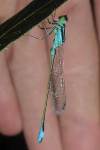 <i>Ischnura elegans</i>