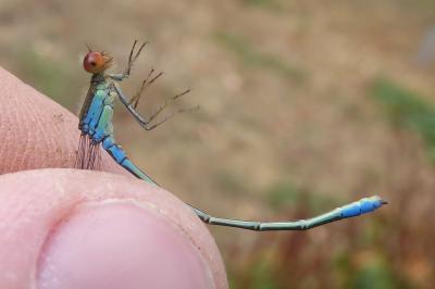 <i>Erythromma viridulum</i>