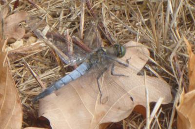 <i>Orthetrum cancellatum</i>