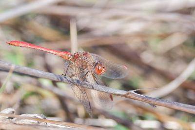 <i>Sympetrum meridionale</i>