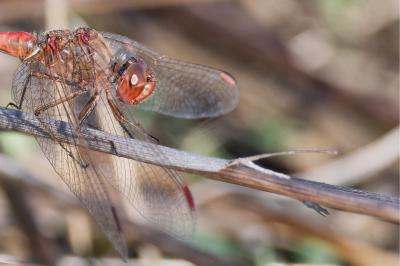<i>Sympetrum meridionale</i>