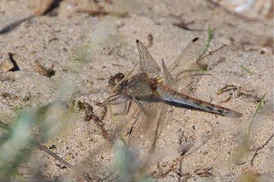 <i>Sympetrum striolatum</i>