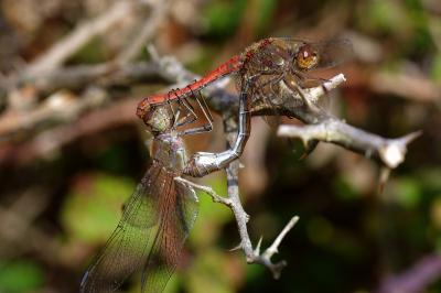 <i>Sympetrum striolatum</i>