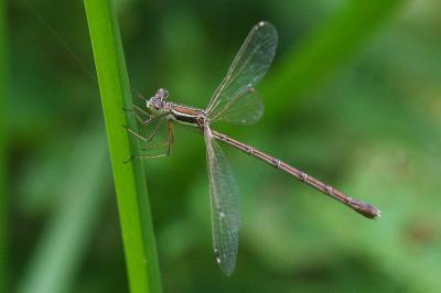 <i>Lestes barbarus</i>