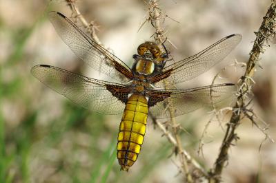 <i>Libellula depressa</i>