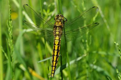 <i>Orthetrum cancellatum</i>