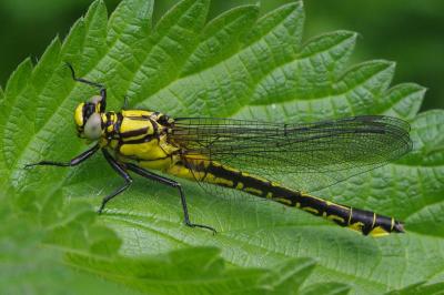 <i>Gomphus vulgatissimus</i>
