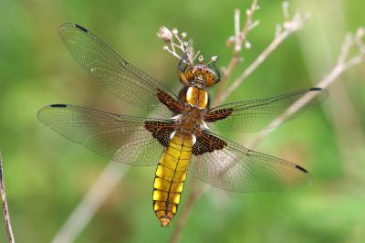 <i>Libellula depressa</i>