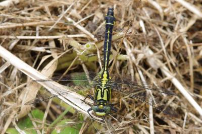 <i>Gomphus vulgatissimus</i>