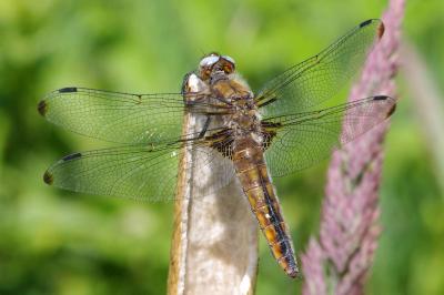 <i>Libellula fulva</i>