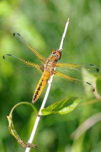 <i>Libellula fulva</i>