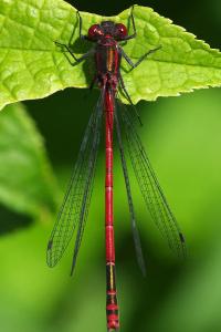 <i>Pyrrhosoma nymphula</i>