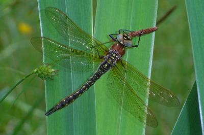 <i>Brachytron pratense</i>