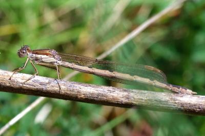 <i>Sympecma fusca</i>