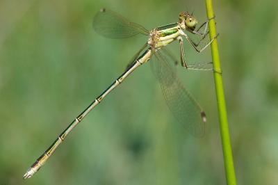 <i>Lestes barbarus</i>