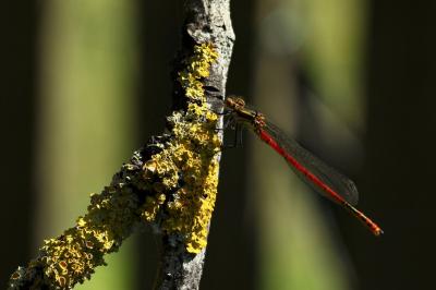 <i>Pyrrhosoma nymphula</i>