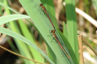 <i>Pyrrhosoma nymphula</i>