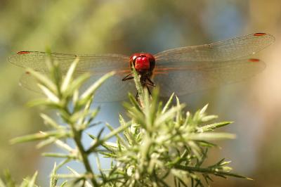 <i>Sympetrum sanguineum</i>