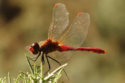 <i>Sympetrum sanguineum</i>