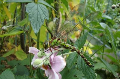 <i>Aeshna cyanea</i>