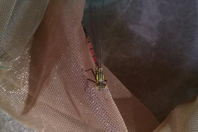 <i>Pyrrhosoma nymphula</i>