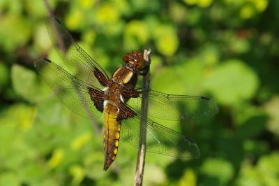 <i>Libellula depressa</i>