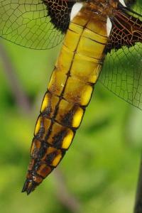 <i>Libellula depressa</i>