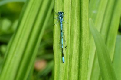 <i>Coenagrion puella</i>