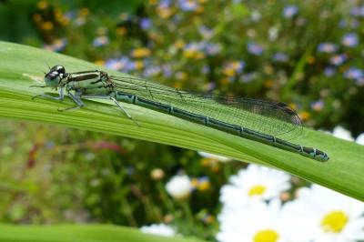 <i>Coenagrion puella</i>