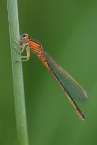 <i>Ischnura pumilio</i>