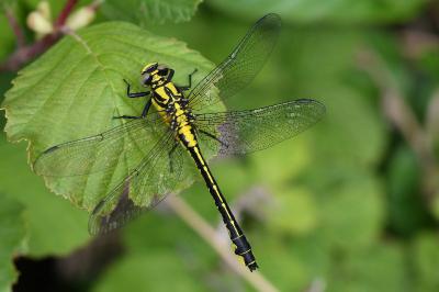 <i>Gomphus vulgatissimus</i>