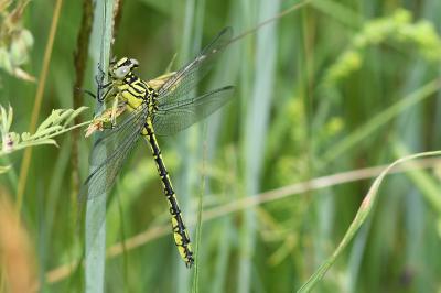 <i>Stylurus flavipes</i>