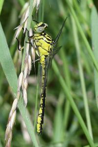 <i>Stylurus flavipes</i>