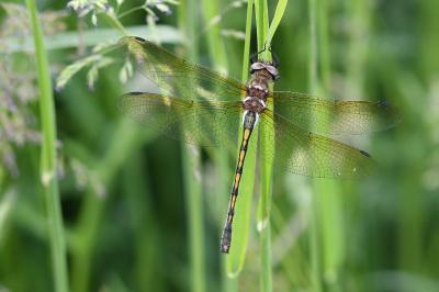 <i>Oxygastra curtisii</i>