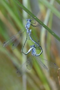 <i>Lestes macrostigma</i>