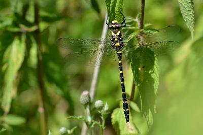 <i>Cordulegaster boltonii</i>