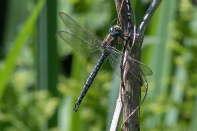 <i>Brachytron pratense</i>