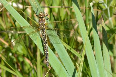 <i>Brachytron pratense</i>