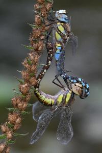 <i>Aeshna mixta</i>