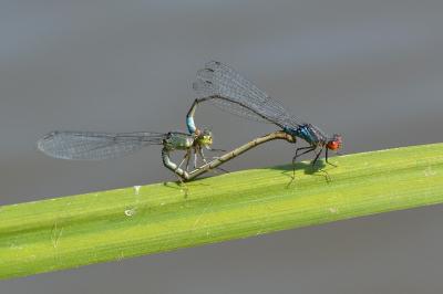 <i>Erythromma viridulum</i>