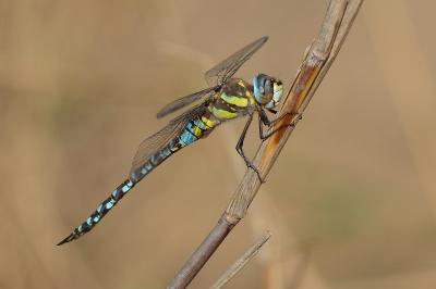 <i>Aeshna mixta</i>