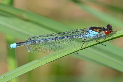 <i>Erythromma najas</i>