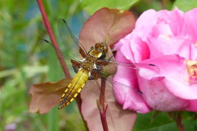 <i>Libellula depressa</i>