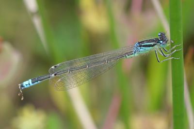 <i>Ischnura pumilio</i>