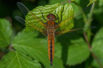 <i>Libellula fulva</i>