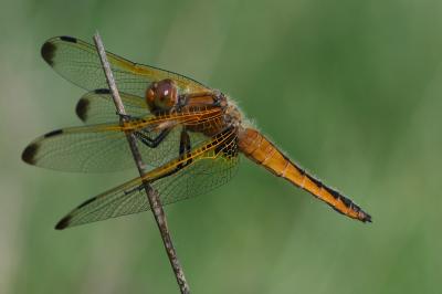 <i>Libellula fulva</i>