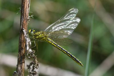 <i>Gomphus pulchellus</i>